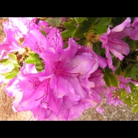 Rhododendron brachycarpum (fam. Ericacees) (Japon) (4)